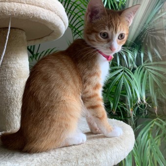 12590A5B-7A91-49B5-A5B5-393AB03348DE