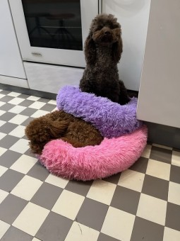 4B1A4CD9-2339-46E9-9703-AE1020C47C71