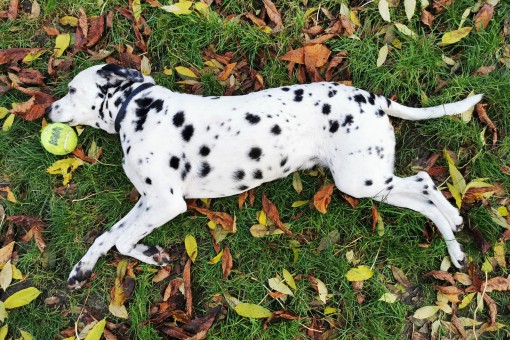 D303823D-8B27-4BD9-91D7-934F2FDE99AF