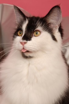 Lotus tire la langue