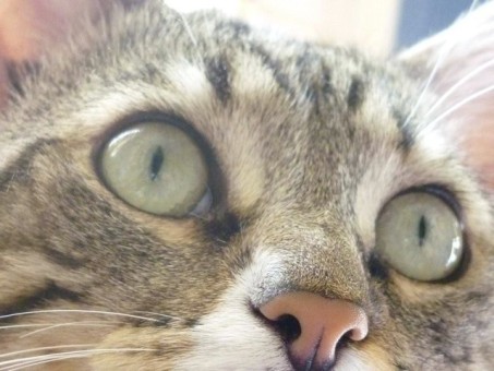 le regard de camelia